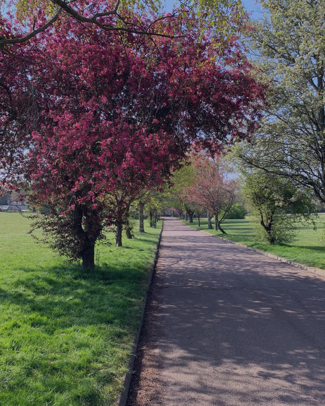 A blossom-lined avenue through the estate grounds in spring